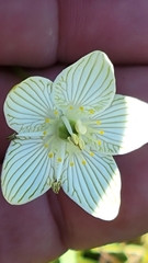 Parnassia glauca