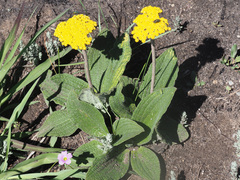 Helichrysum nudifolium