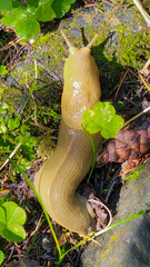 Ariolimax columbianus