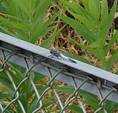 Orthetrum albistylum speciosum