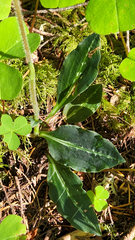 Goodyera oblongifolia