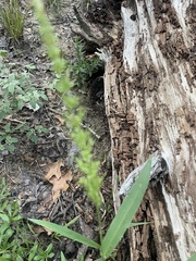 Setaria scheelei