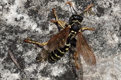 Polistes nimpha