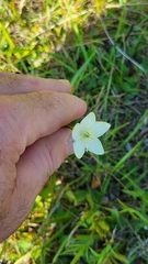 Parnassia glauca