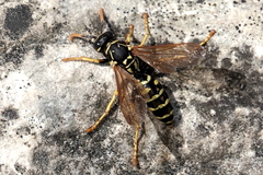 Polistes nimpha