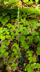 Goodyera oblongifolia