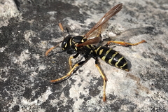 Polistes nimpha