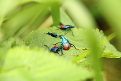 Euthyrhynchus floridanus