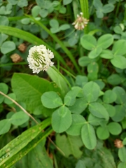 Trifolium repens