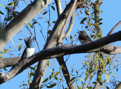 Myiagra rubecula