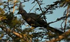 Corythaixoides concolor