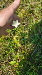 Parnassia glauca