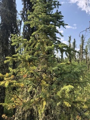 Picea mariana