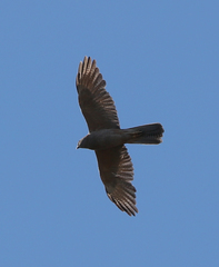 Accipiter fasciatus