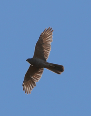 Accipiter fasciatus