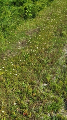 Parnassia glauca
