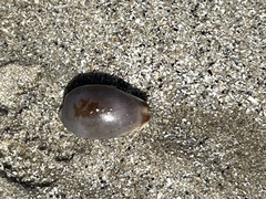 Purpuradusta gracilis