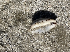 Purpuradusta gracilis