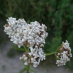 Achillea millefolium