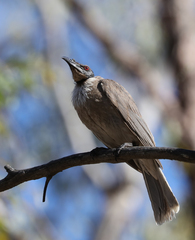 Philemon corniculatus