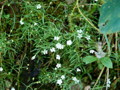 Heliosperma pusillum