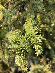 Picea mariana