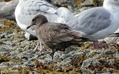 Larus heermanni