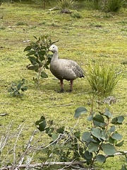 Cereopsis novaehollandiae