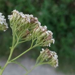 Achillea millefolium