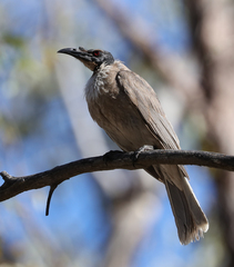 Philemon corniculatus