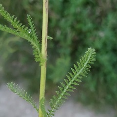 Achillea millefolium