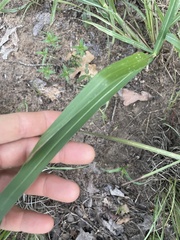 Panicum dichotomiflorum
