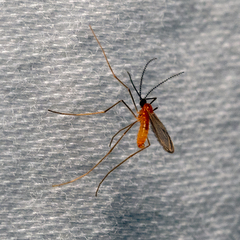 Monarthropalpus flavus