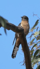 Cacomantis flabelliformis