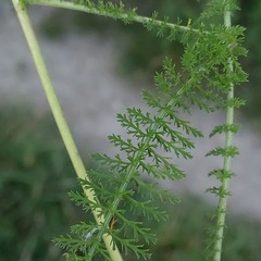 Achillea millefolium
