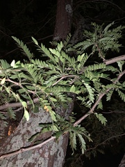 Gleditsia triacanthos