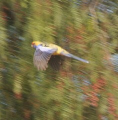 Platycercus elegans flaveolus