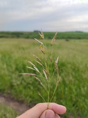 Bromus riparius
