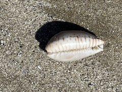 Naria erosa