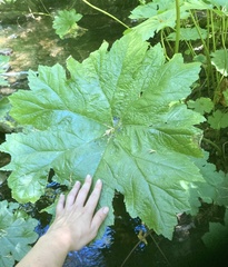 Darmera peltata