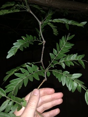 Gleditsia triacanthos