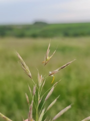 Bromus riparius