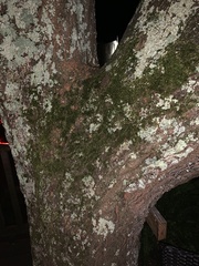 Gleditsia triacanthos