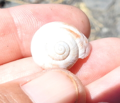 Otala lactea