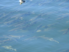 Oncorhynchus gorbuscha