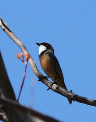 Pachycephala rufiventris