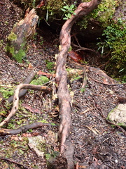 Polylepis
