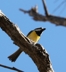 Falcunculus frontatus