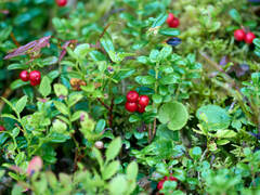 Vaccinium vitis-idaea