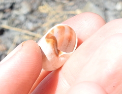Otala lactea